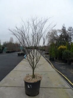 Japanse Esdoorn (Acer Palmatum 'Atropurpureum') -Tuinplanten Winkel acer palmatum atropurpureum 200 250 c110