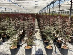 Japanse Esdoorn (Acer Palmatum 'Bloodgood') -Tuinplanten Winkel acer palmatum bloodgood 4