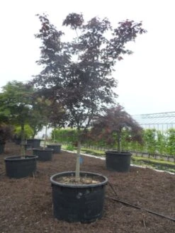 Japanse Esdoorn (Acer Palmatum 'Bloodgood') -Tuinplanten Winkel acer palmatum bloodgood halfstam c750