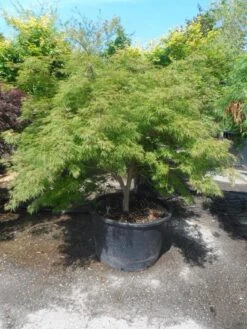 Japanse Esdoorn (Acer Palmatum 'Dissectum') -Tuinplanten Winkel acer palmatum dissectum 125 150 175 c200 struikvorm extra