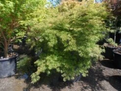 Japanse Esdoorn (Acer Palmatum 'Dissectum') -Tuinplanten Winkel acer palmatum dissectum 125 150 175 c200 struikvorm extra 2