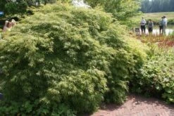 Japanse Esdoorn (Acer Palmatum 'Dissectum') -Tuinplanten Winkel acer palmatum dissectum 1