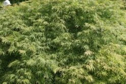 Japanse Esdoorn (Acer Palmatum 'Dissectum') -Tuinplanten Winkel acer palmatum dissectum 2