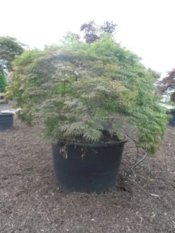 Japanse Esdoorn (Acer Palmatum 'Dissectum') -Tuinplanten Winkel acer palmatum dissectum halfstam c750 solitair extra 2
