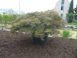 Japanse Esdoorn (Acer Palmatum 'Dissectum') -Tuinplanten Winkel acer palmatum dissectum rubrum solitair extra