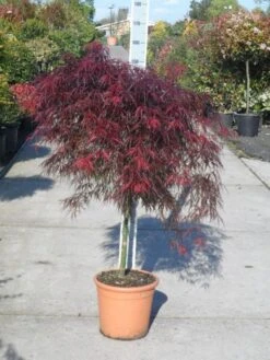 Japanse Esdoorn (Acer Palmatum 'Garnet') -Tuinplanten Winkel acer palmatum garnet halfstam c25