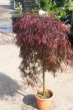 Japanse Esdoorn Als Boom (Acer Palmatum 'Inabe-shidare') 9 Japanse Esdoorn Als Boom (Acer Palmatum 'Inabe-shidare') -Tuinplanten Winkel acer palmatum inaba shidare 3