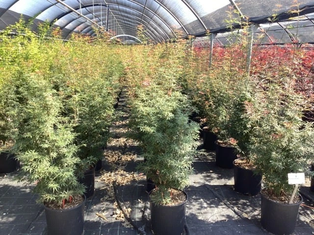 Japanse Esdoorn (Acer Palmatum 'Jerre Schwartz') 4 Japanse Esdoorn (Acer Palmatum 'Jerre Schwartz') - Afbeelding 2