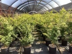 Japanse Esdoorn (Acer Palmatum 'Katsura') -Tuinplanten Winkel acer palmatum katsura 2