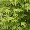 Japanse Esdoorn (Acer Palmatum 'Ryusen') -Tuinplanten Winkel acer palmatum ryusen