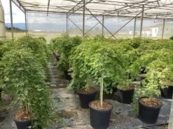 Japanse Esdoorn Op Stam (Acer Palmatum 'Ryusen') 10 Japanse Esdoorn Op Stam (Acer Palmatum 'Ryusen') -Tuinplanten Winkel acer palmatum ryusen r