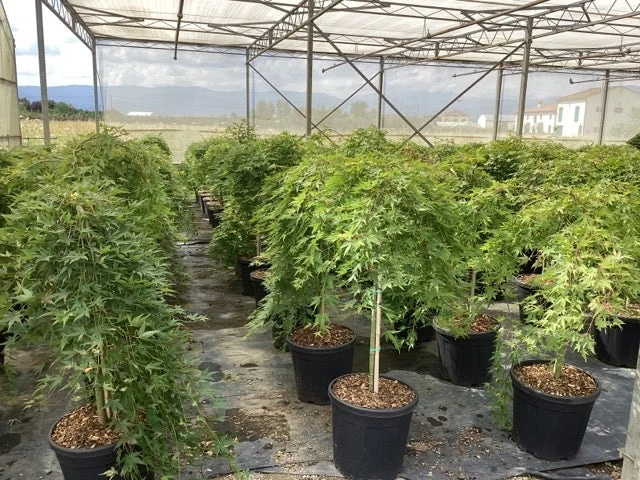 Japanse Esdoorn Op Stam (Acer Palmatum 'Ryusen') 6 Japanse Esdoorn Op Stam (Acer Palmatum 'Ryusen') - Afbeelding 4