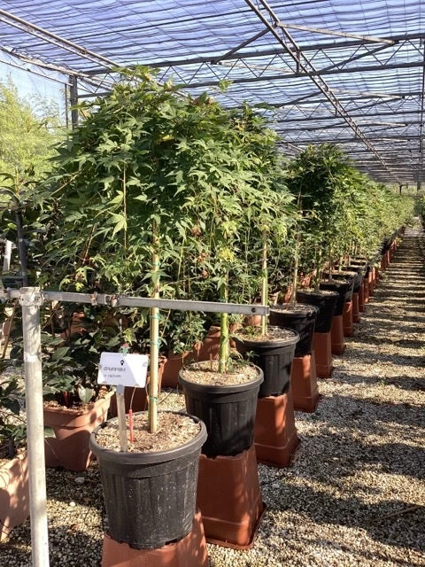 Japanse Esdoorn Op Stam (Acer Palmatum 'Ryusen') 7 Japanse Esdoorn Op Stam (Acer Palmatum 'Ryusen') - Afbeelding 5