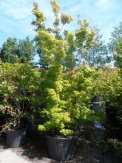 Japanse Esdoorn (Acer Palmatum 'Sangokaku') -Tuinplanten Winkel acer palmatum sangokaku 250 300 c240