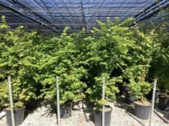 Japanse Esdoorn (Acer Palmatum 'Sangokaku') -Tuinplanten Winkel acer palmatum sangokaku senkaki 1