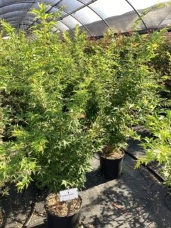 Japanse Esdoorn (Acer Palmatum 'Sangokaku') -Tuinplanten Winkel acer palmatum sangokaku senkaki 3