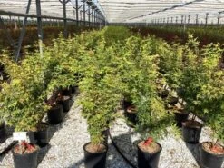 Japanse Esdoorn (Acer Palmatum 'Sangokaku') -Tuinplanten Winkel acer palmatum sangokaku senkaki 4