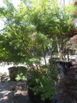 Japanse Esdoorn (Acer Palmatum 'Seiryu') -Tuinplanten Winkel acer palmatum seiryu 225 250 c160