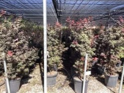 Japanse Esdoorn (Acer Palmatum 'Skeeter's Broom') 15 Japanse Esdoorn (Acer Palmatum 'Skeeter's Broom') -Tuinplanten Winkel acer palmatum skeeters broom 1