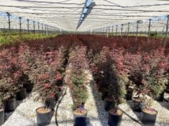 Japanse Esdoorn (Acer Palmatum 'Skeeter's Broom') 14 Japanse Esdoorn (Acer Palmatum 'Skeeter's Broom') -Tuinplanten Winkel acer palmatum skeeters broom 2