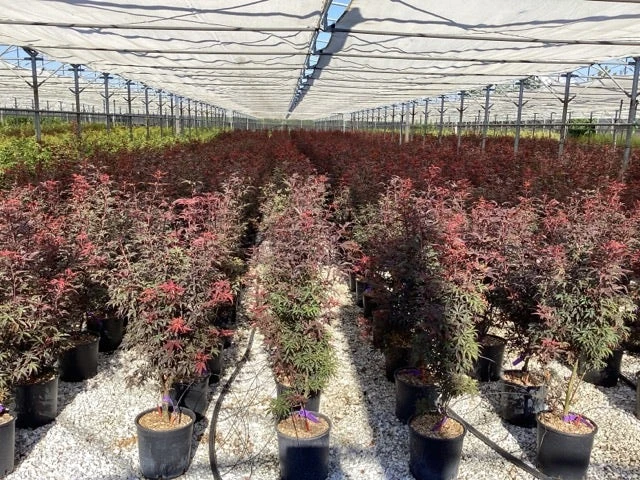 Japanse Esdoorn (Acer Palmatum 'Skeeter's Broom') 8 Japanse Esdoorn (Acer Palmatum 'Skeeter's Broom') - Afbeelding 6