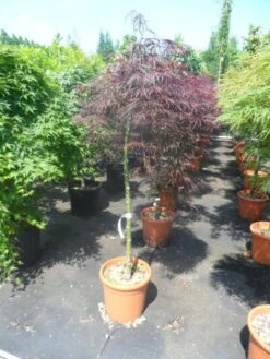 Japanse Esdoorn Op Stam (Acer Palmatum 'Tamuke Yama') -Tuinplanten Winkel acer palmatum tamukeyama halfstam c12
