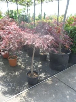 Japanse Esdoorn Op Stam (Acer Palmatum 'Tamuke Yama') -Tuinplanten Winkel acer palmatum tamukeyama halfstam c20