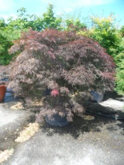 Japanse Esdoorn Op Stam (Acer Palmatum 'Tamuke Yama') -Tuinplanten Winkel acer palmatum tamukeyama halfstam c200 extra