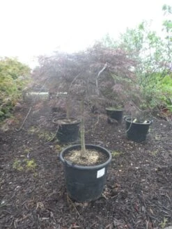 Japanse Esdoorn Op Stam (Acer Palmatum 'Tamuke Yama') -Tuinplanten Winkel acer palmatum tamukeyama halfstam c90