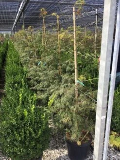 Japanse Esdoorn (Acer Palmatum 'Viridis') -Tuinplanten Winkel acer palmatum viridis 100 125