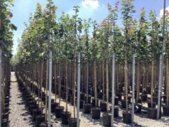 Noorse Esdoorn (Acer Platanoides) 7 Noorse Esdoorn (Acer Platanoides) -Tuinplanten Winkel acer platanoides 1