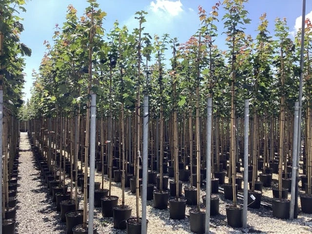 Noorse Esdoorn (Acer Platanoides) 5 Noorse Esdoorn (Acer Platanoides) - Afbeelding 3