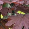 Noorse Esdoorn (Acer Platanoides 'Crimson Sentry') -Tuinplanten Winkel acer platanoides crimson 1