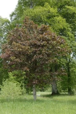 Noorse Esdoorn (Acer Platanoides 'Crimson Sentry') -Tuinplanten Winkel acer platanoides crimson sentry