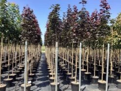 Noorse Esdoorn (Acer Platanoides 'Crimson Sentry') -Tuinplanten Winkel acer platanoides crimson sentry 1