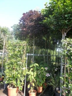 Noorse Esdoorn (Acer Platanoides 'Crimson Sentry') -Tuinplanten Winkel acer platanoides crimson sentry 12 14ho cont. bol