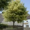 Bonte Esdoorn (Acer Platanoides 'Drummondii') -Tuinplanten Winkel acer platanoides drummondii