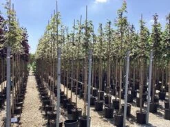 Bonte Esdoorn (Acer Platanoides 'Drummondii') -Tuinplanten Winkel acer platanoides drummondii 3