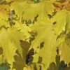 Noorse Esdoorn (Acer Platanoides 'Princeton Gold') 2 Noorse Esdoorn (Acer Platanoides 'Princeton Gold') -Tuinplanten Winkel acer platanoides princeton gold 01