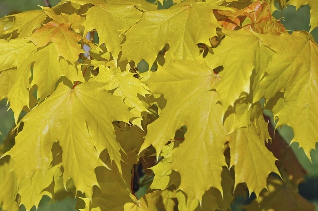 Noorse Esdoorn (Acer Platanoides 'Princeton Gold') 3 Noorse Esdoorn (Acer Platanoides 'Princeton Gold')