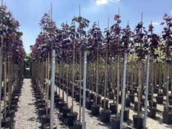 Noorse Esdoorn (Acer Platanoides 'Royal Red') 8 Noorse Esdoorn (Acer Platanoides 'Royal Red') -Tuinplanten Winkel acer platanoides royal red 1