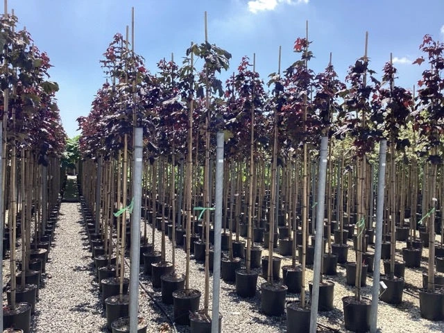 Noorse Esdoorn (Acer Platanoides 'Royal Red') 5 Noorse Esdoorn (Acer Platanoides 'Royal Red') - Afbeelding 3