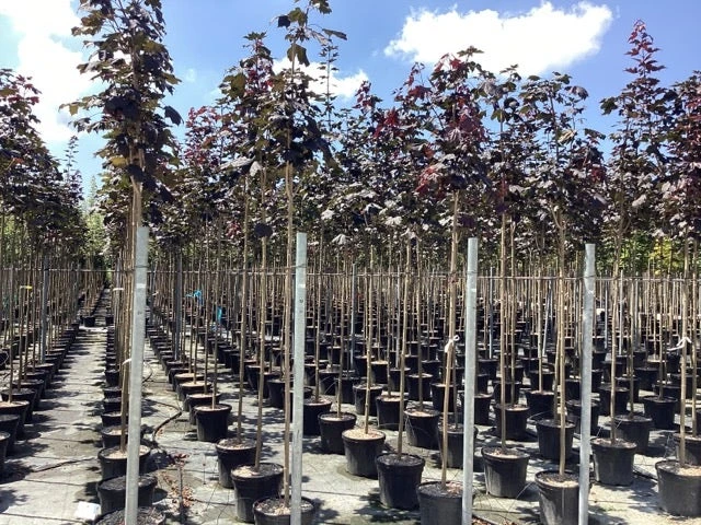 Noorse Esdoorn (Acer Platanoides 'Royal Red') 6 Noorse Esdoorn (Acer Platanoides 'Royal Red') - Afbeelding 4