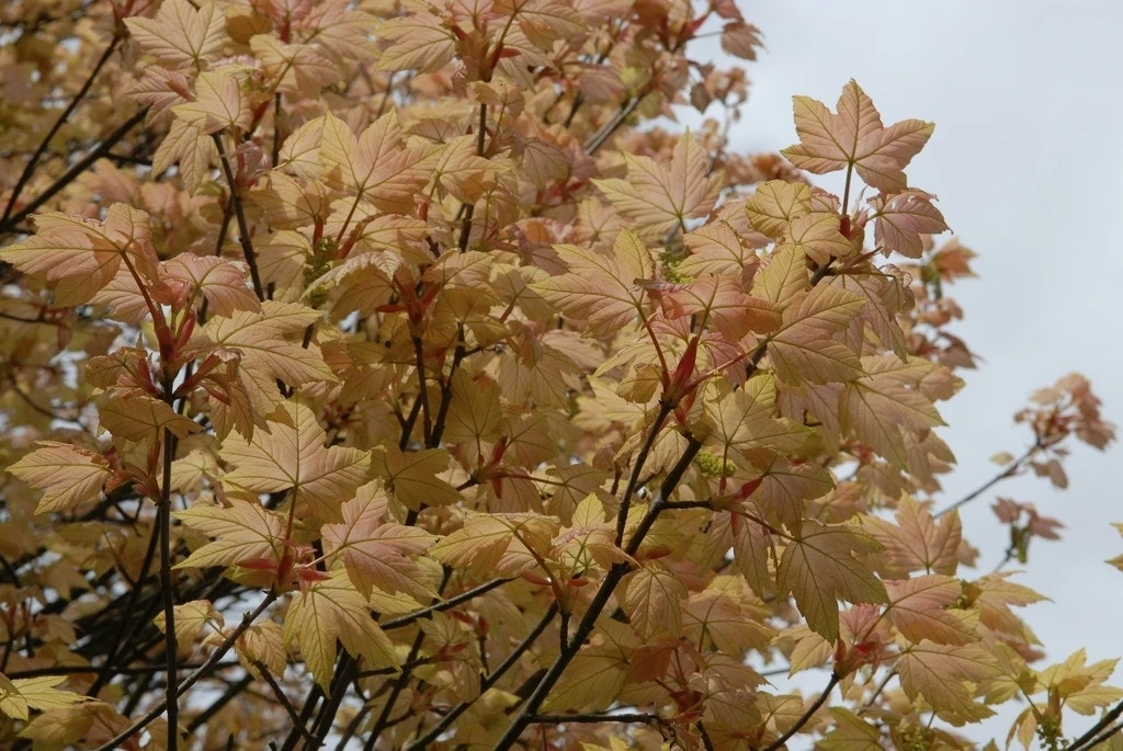 Bonte Bolesdoorn (Acer Pseudoplatanus 'Brilliantissimum') 4 Bonte Bolesdoorn (Acer Pseudoplatanus 'Brilliantissimum') - Afbeelding 2
