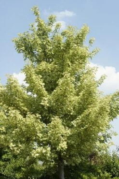 Bontbladige Esdoorn (Acer Pseudoplatanus 'Leopoldii')