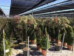 Japanse Esdoorn Op Stam (Acer Palmatum 'Tamuke Yama') -Tuinplanten Winkel acer rossi palm. diss. tamukeyama halfstam