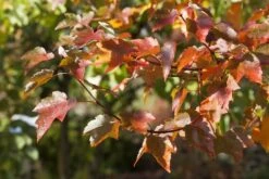 Rode Esdoorn (Acer Rubrum) 7 Rode Esdoorn (Acer Rubrum) -Tuinplanten Winkel acer rubrum01