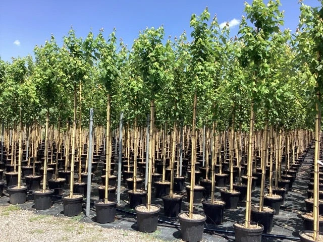 Rode Esdoorn (Acer Rubrum 'Scanlon') 5 Rode Esdoorn (Acer Rubrum 'Scanlon') - Afbeelding 3