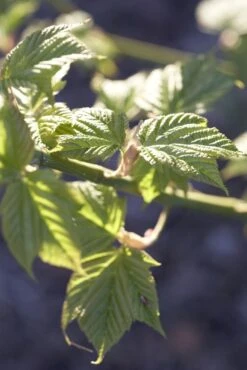 Japanse Slangehuidesdoorn (Acer Rufinerve)