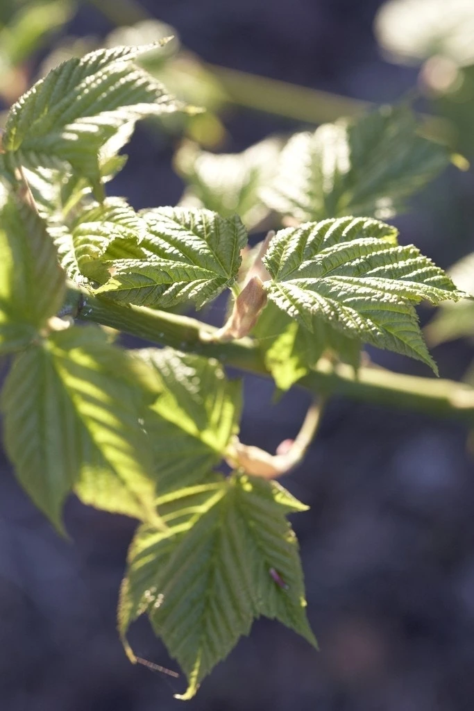Japanse Slangehuidesdoorn (Acer Rufinerve) 3 Japanse Slangehuidesdoorn (Acer Rufinerve)